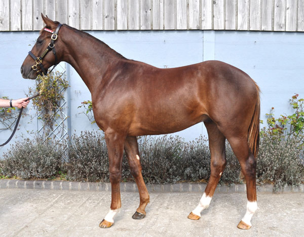 lot 951 photo